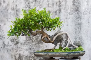 bonsai ağaçları için ph dengeleme