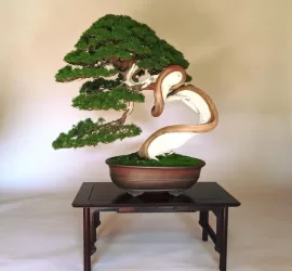 bonsai toprak ph dengeleme